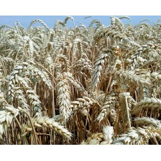 Насіння озимої пшениці Балітус, рання, еліта, Саатбау, Saatbau ціна за 1 т