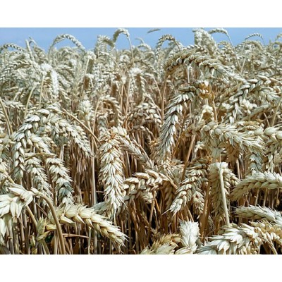 Насіння озима пшениця Ангелус, ранньостигла, еліта, Саатбау, Saatbau ціна за 1 т