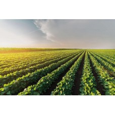 Насіння ультраранньої сої НСК Ватсон, еліта.