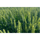 Насіння озимого ячменю Карміна, ранньостиглий, еліта, сорт кормового напрямку, Саатбау, Saatbau, ціна за 1 т
